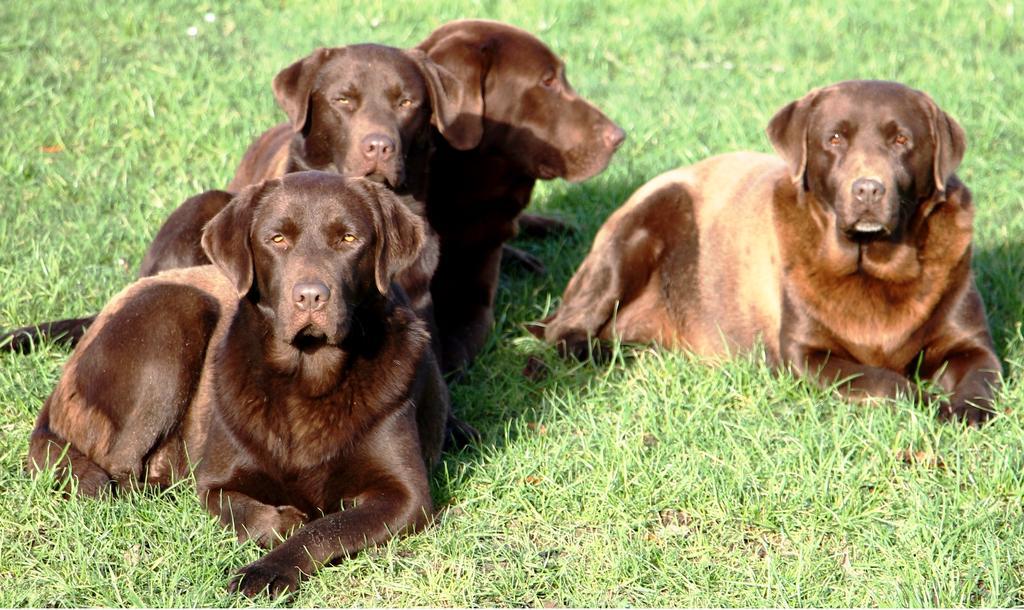 Villa Gite Labradors De Bailly - Giverny à Saint-Pierre-la-Garenne Extérieur photo